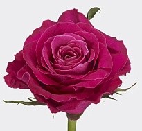 Роза Mahee Move Star дл.42 10шт