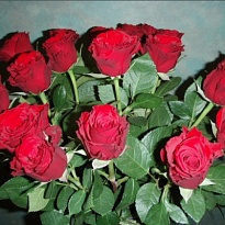 Роза Upper Class дл.35 20шт