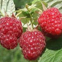 Малина Бальзам (ОКС) 3шт 