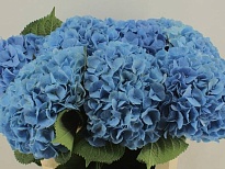 Гортензия Challenge Blue d23 дл.80 1шт