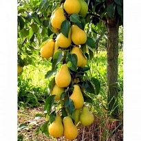 Груша Декора пирамидальная /С 1шт