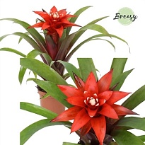 Гузмания Конфетти d10 h30 9шт