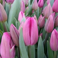 Тюльпан Barcelona 10шт 