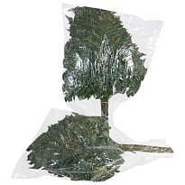 Папоротник Ledervaren Medium 1пучок