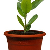 Лавр d10 h25 11шт