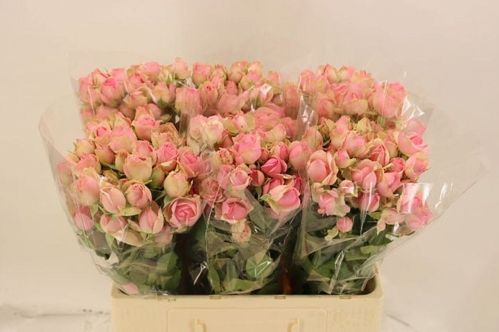 Роза кустовая Dinara дл.60 10шт