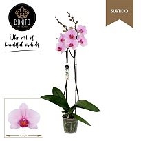 Орхидея Фален. Вашингтон Суртидо 2 ст d12 h75 10шт