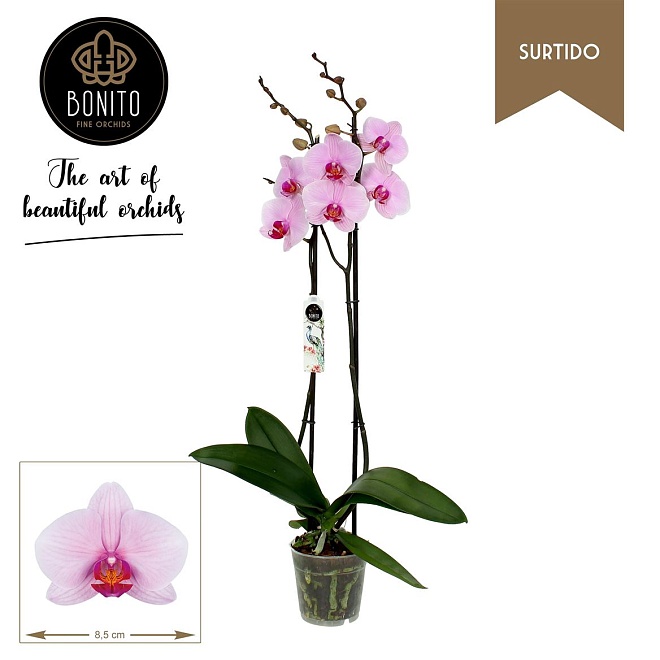Орхидея Фален. Вашингтон Суртидо 2 ст d12 h75 10шт