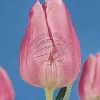 Тюльпан Aafke 10шт