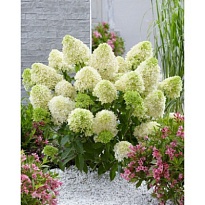 Гортензия (Hydrangea) метельчатая Литтл Спуки 2л h10-15 1шт