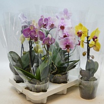Орхидея Фален. Каскад микс 1 ст d12 h50 8шт
