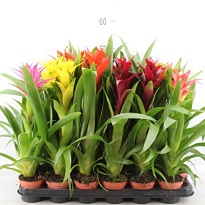 Гузмания микс d9 h30 12шт