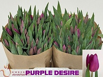 Тюльпан Purple Desire 10шт