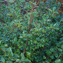Падуб (Ilex) Мезерва Блю Принцесс d9 h30-35 18шт