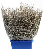 Джениста White 300gr пучок 1шт