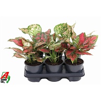 Аглаонема Ред Валентин d12 h30 4шт