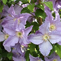 Клематис (Clematis) Блекитни Аниол 2л 1шт