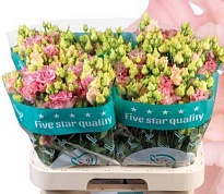 Эустома corelli Coral 10шт