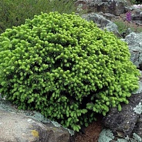 Ель (Picea) канадская Эхиниформис 5л h25-30 1шт