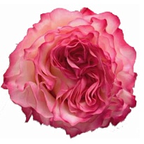 Роза Floricola Attaroses Enchantment дл.50 25шт