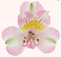 Альстромерия Qualisa Balerina дл.60 10шт