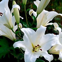 Лилия or. Saronno 4/5+ 10шт