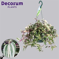 Традесканция Квадриколор Ханг d17 h55 1шт