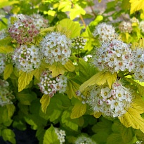 Пузыреплодник (Physocarpus) калинолист. Наггет d14 h20-30 8шт