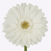 Гербера (Ц) аква Casablanca 10шт