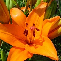 Лилия la Idaho 3+ 10шт