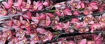 Орхидея Cymbidium Mystery Blossom*6 дл.80 1шт