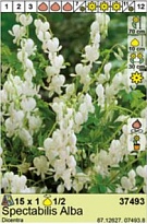 Дицентра Спектабилис Альба 1/2 1шт*
