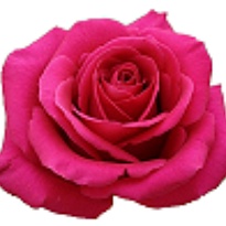 Роза Ireneflowers Pink Floyd дл.60 25шт