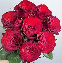 Роза Plateau Red (К) дл.60 10шт