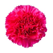 Гвоздика Bizet 20шт