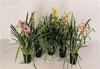 Орхидея Цимбидиум d12 h40 6шт