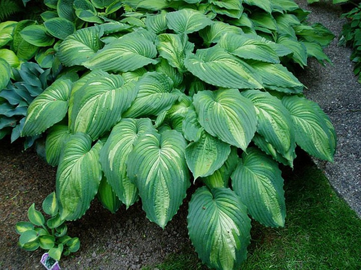 Хоста Вар Пэйнт 1шт*