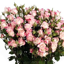 Роза кустовая Reflex дл.60 10шт