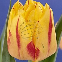 Тюльпан Do Monsella 10шт