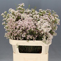 Хамелациум (Waxfl) Jupiter Moon 25 шт