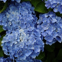 Гортензия Bodensee Blau дл.80 d20-21 1шт