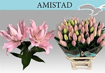 Лилия Dbl Amistad дл.85 10шт