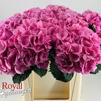 Гортензия Elbtal Pink дл.60 d 22-23 1шт