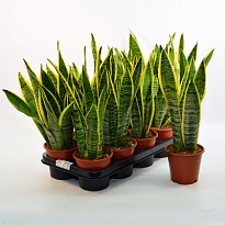 Сансевиерия Лауренти d12 h35 10шт