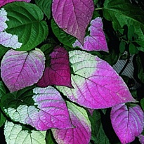 Актинидия коломикта Адам (муж)/Цв.Кор 1шт