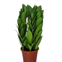 Замиокулькас Tower d12 h35 10шт