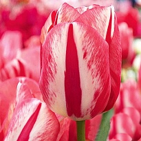 Тюльпан Spring Break 10шт