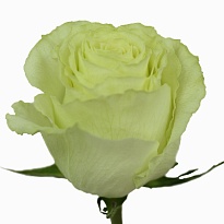 Роза Muradi Lemonade дл.60 25шт