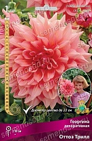 Георгина декоративная Оттоз Трилл 1шт