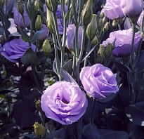 Эустома Arena Lavender 10шт